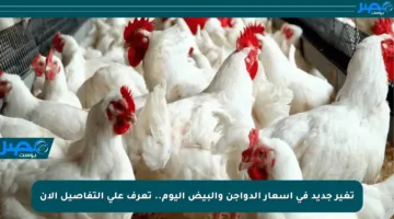 تغير جديد في أسعار الدواجن والبيض اليوم.. تعرف على التفاصيل الآن